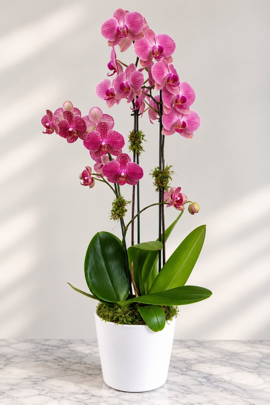 Premium Pink Orchid Garden