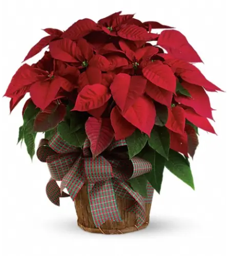 Red Poinsettia